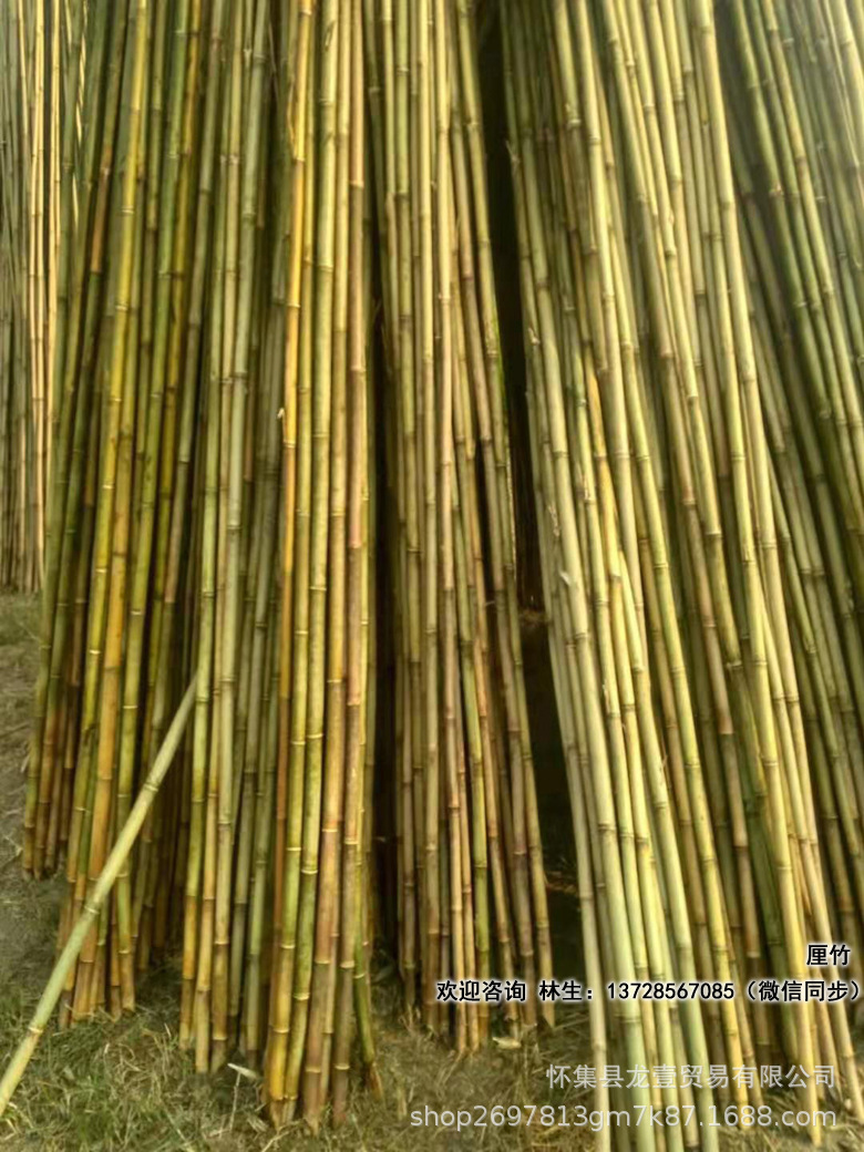 竹鱼杆竹厘竹茶杆竹首单有优惠