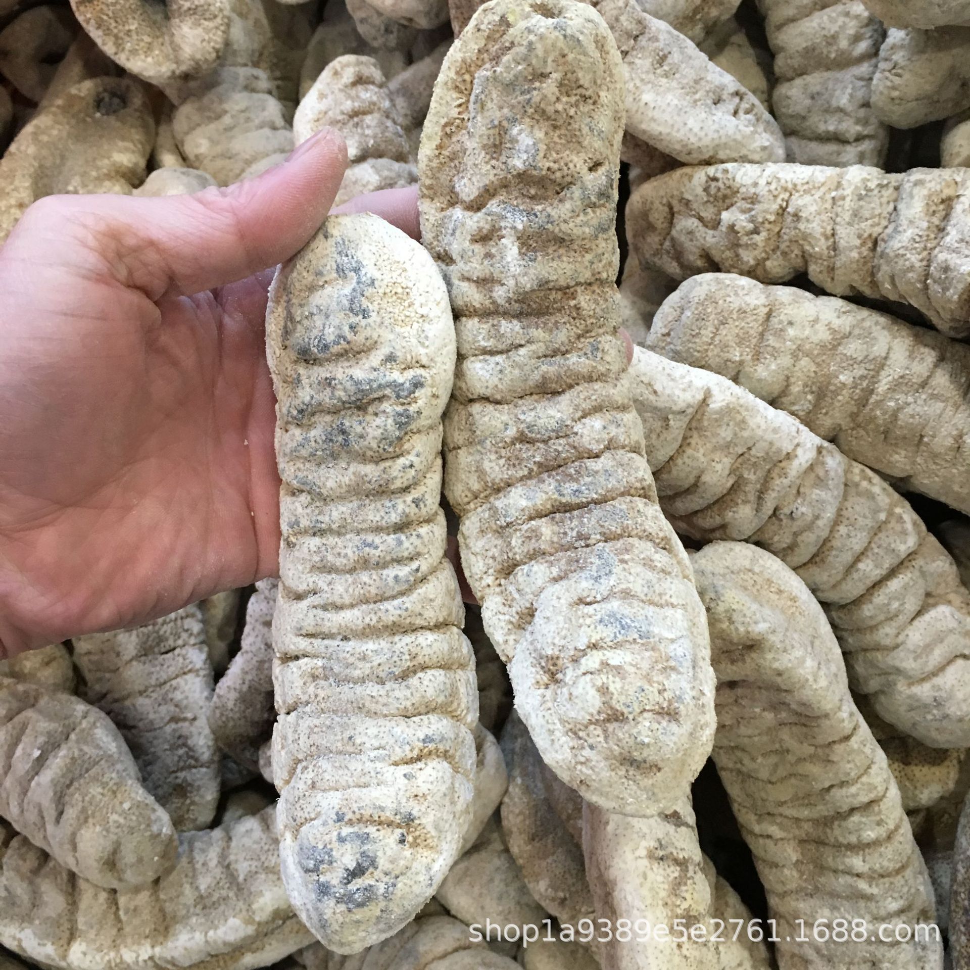 象牙参玉兰参白瓜参澳洲象牙参产地直销