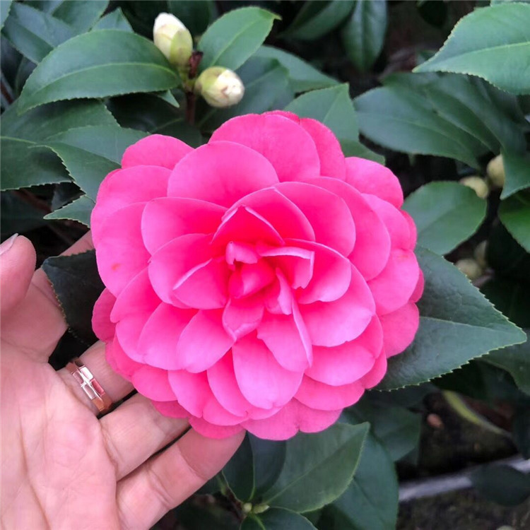 工程绿化租摆山茶花 红赤丹茶花 六角大红茶花 30-80公分-阿里巴巴