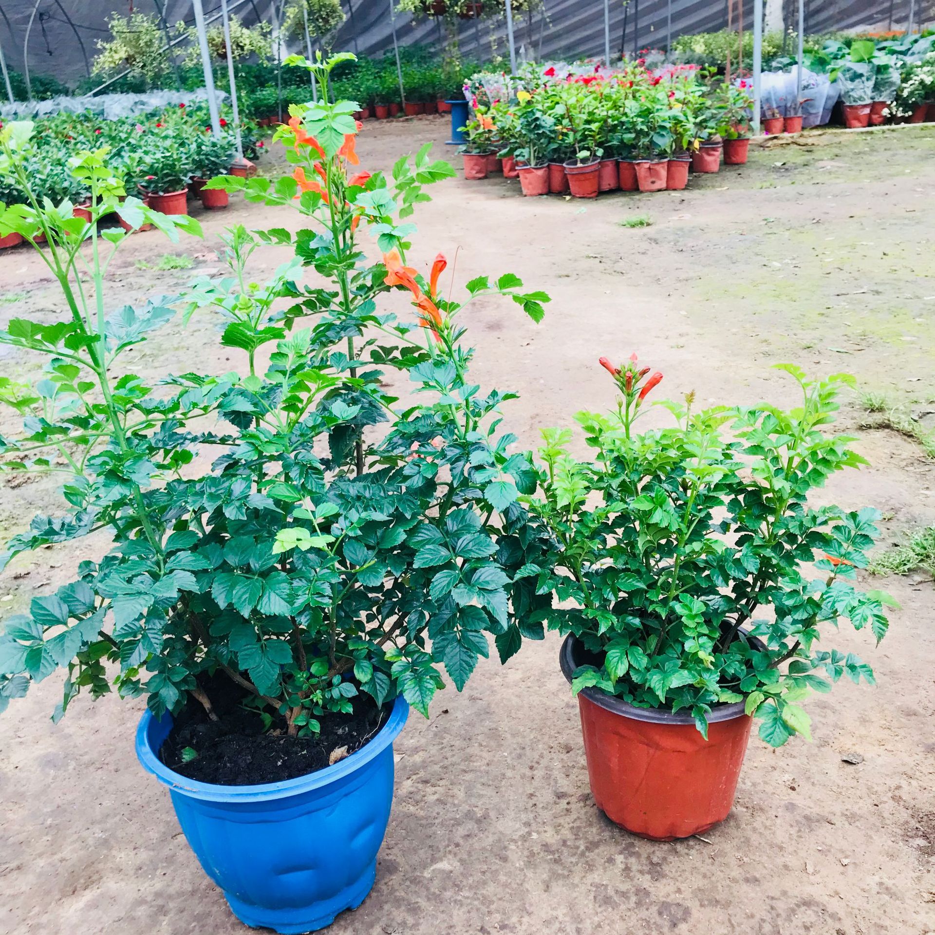 凌霄花盆栽花苗_凌霄花盆栽花苗 室内外庭院爬藤花卉 多年生攀援植物