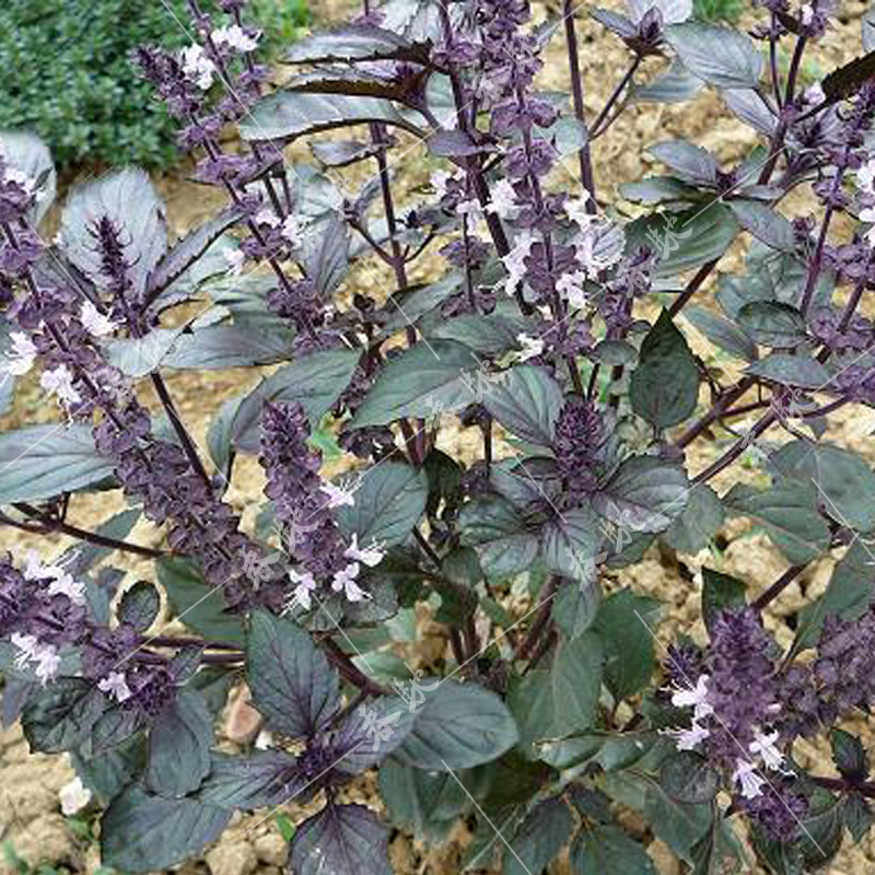 威尔种子批发 香草种子芽苗菜极香罗勒种子纸上种菜葫芦巴种子1g