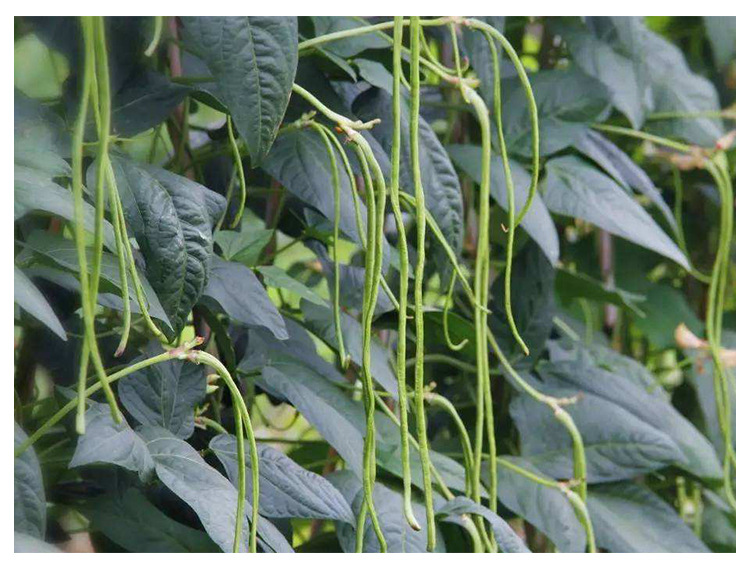 绿荚青条长豆角种子 菜豆特长豇豆籽 四季豆荚深绿早熟高产春秋播