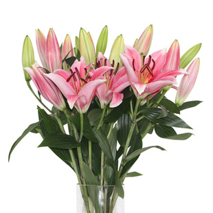 一件代发包邮云南百合鲜花批发 招代理 剃伯粉色百合10支/扎