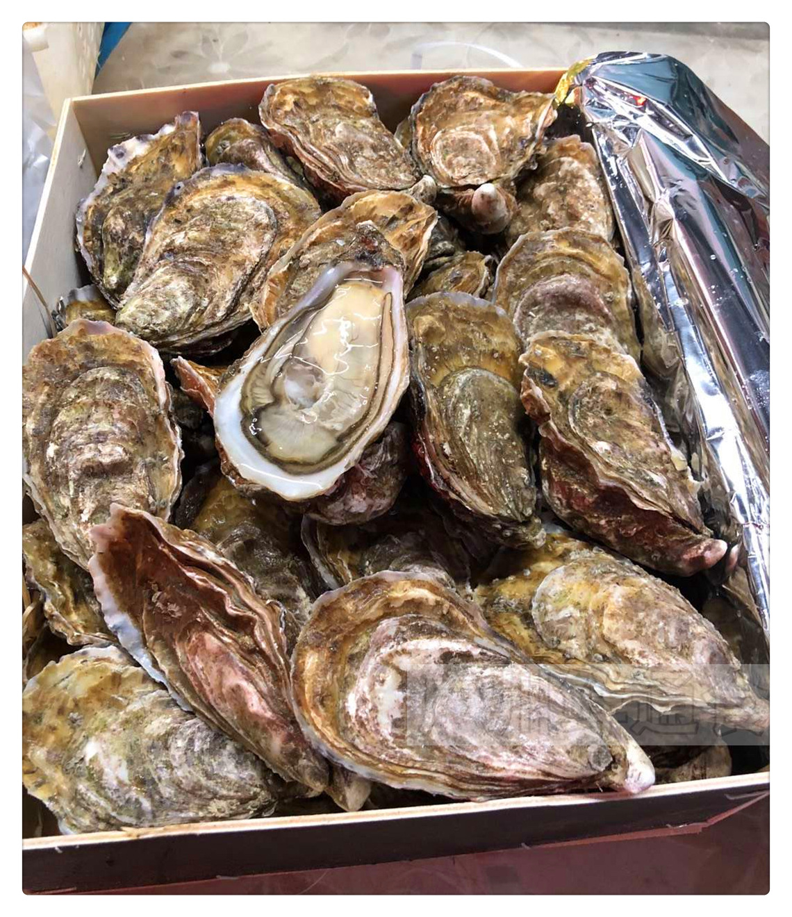 【法国安芝莲生蚝】生蚝n1/n2海鲜批发鲜活牡蛎刺身即食48只