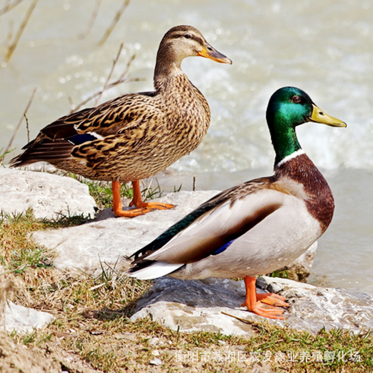 鸭苗批发绿头鸭苗鸭苗价格绿头麻鸭苗生态养殖青头鸭苗供应