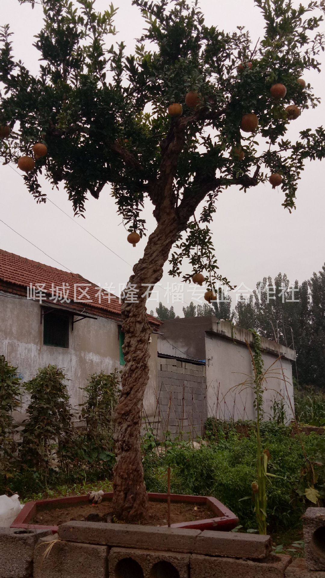0成交0棵更多枣庄石榴苗厂家枣庄石榴苗品牌南阳月季基地枣庄石榴树苗