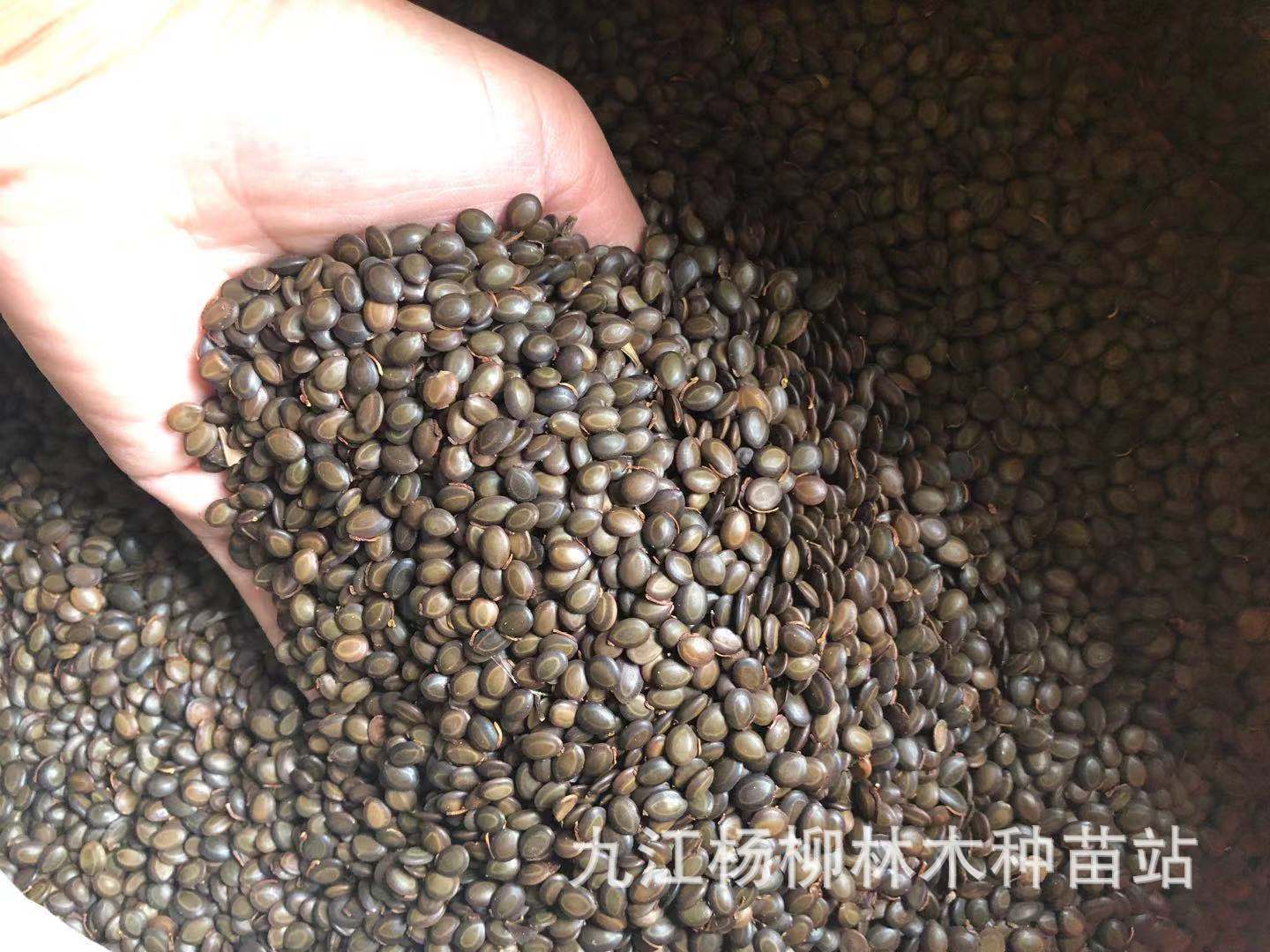 供应台湾相思种子 台湾相思 马占相思 大叶相思等 林木种子