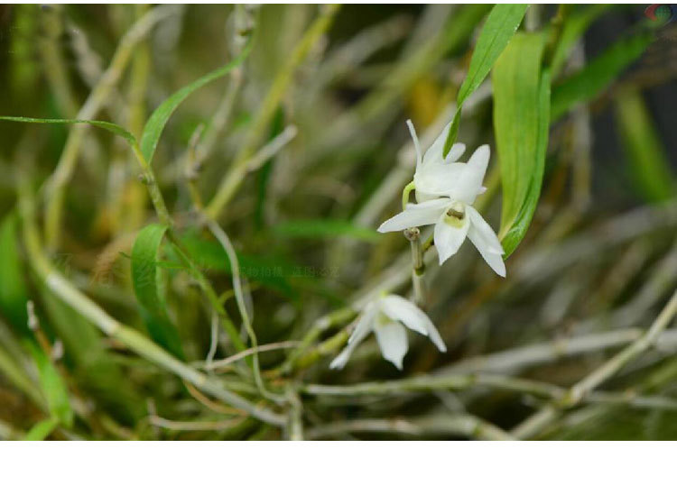 及春 黄草石斛 束花粗黄草细叶水打棒金兰大黄草黄茎细500g可打粉
