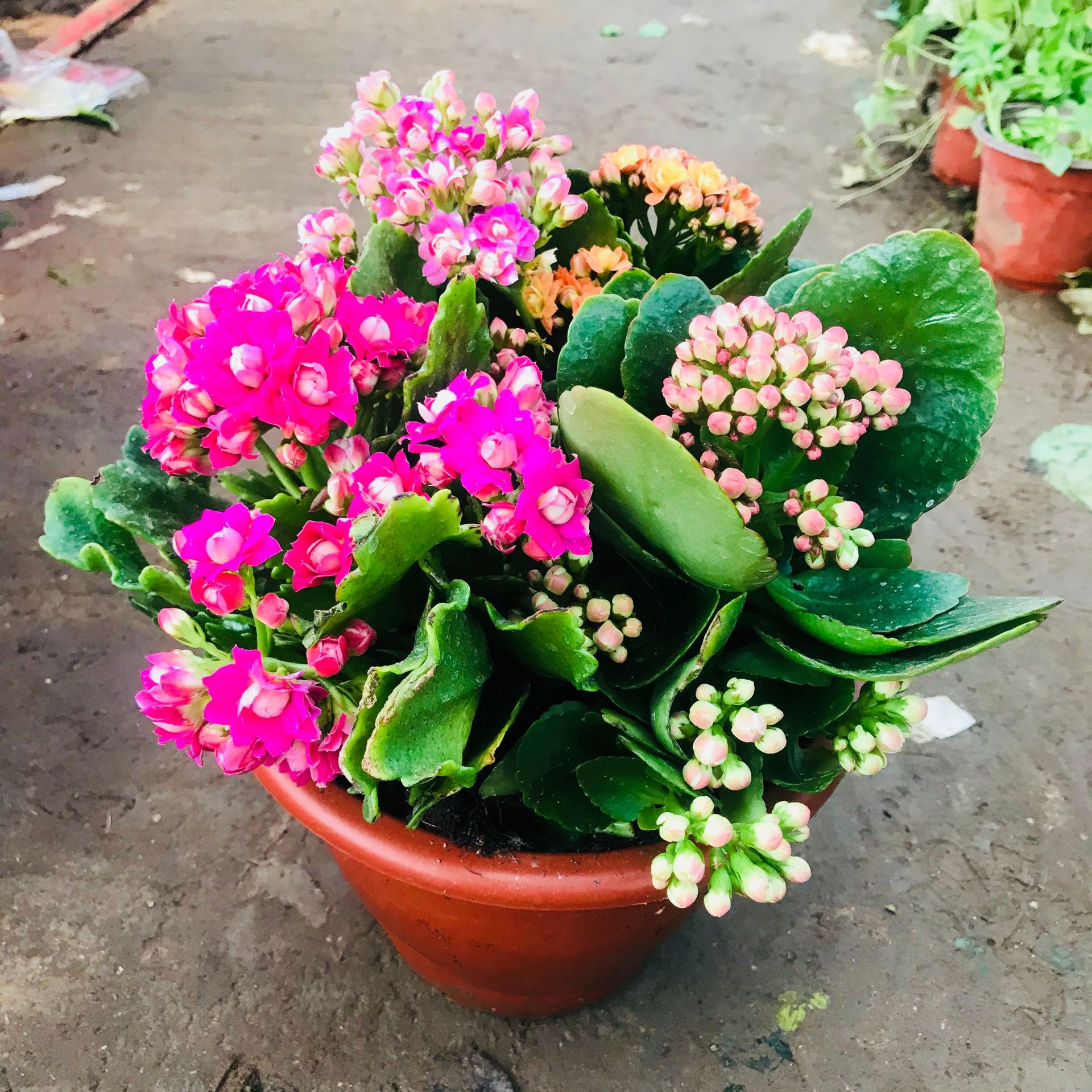 厂家直销长寿花盆栽 带花苞发货室内盆栽绿植销售 四季种植长寿花