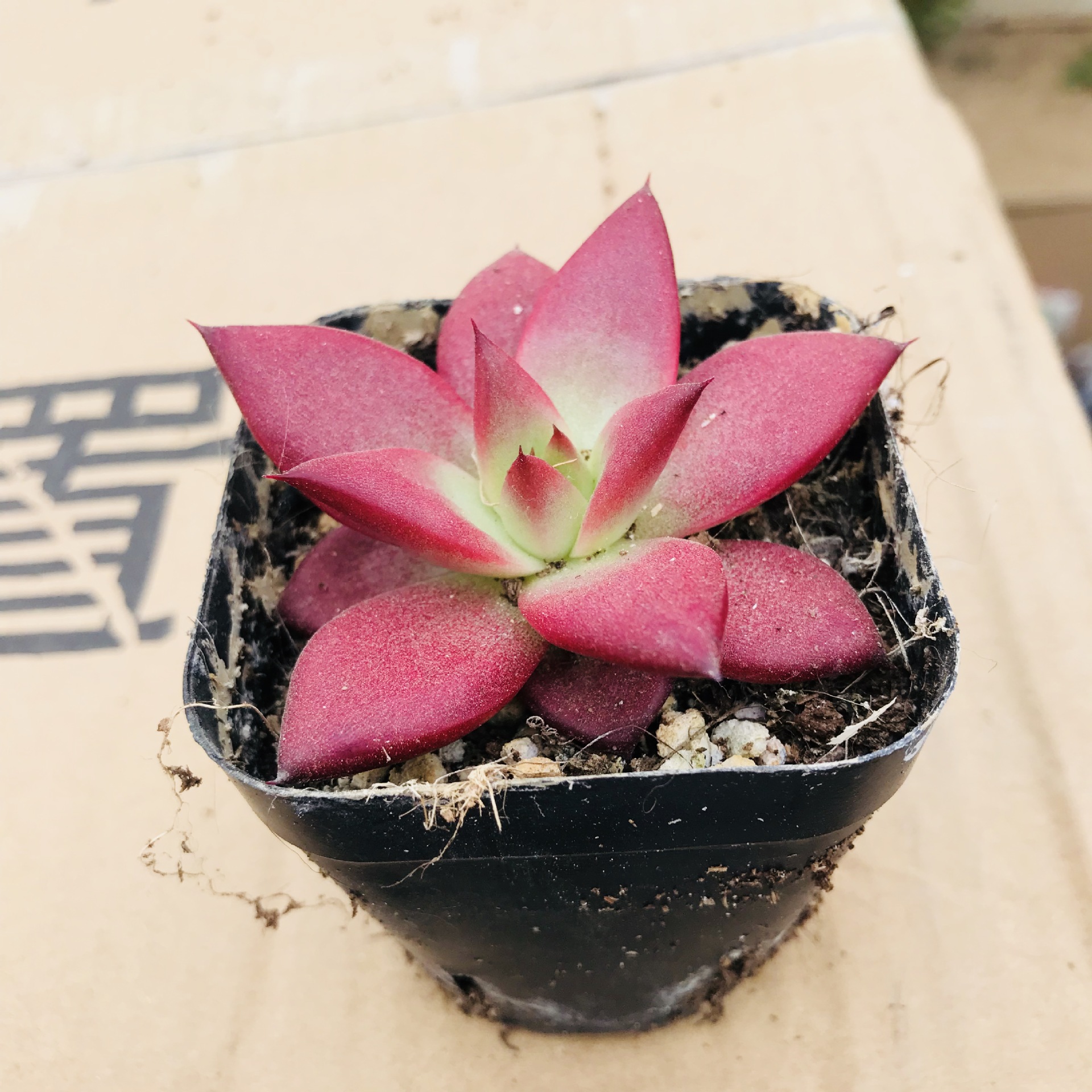 大棚批发多肉植物罗宾 红色趣味萌肉 组合拼盘用室内桌面肉肉罗宾