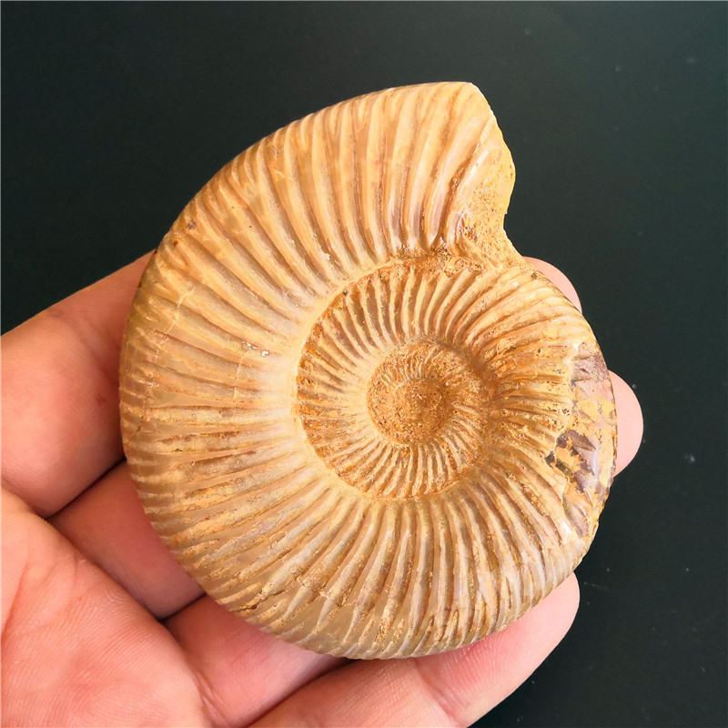 天然马达加斯加大号巴甫洛夫菊石标本 古生物化石原石摆件 黄海螺