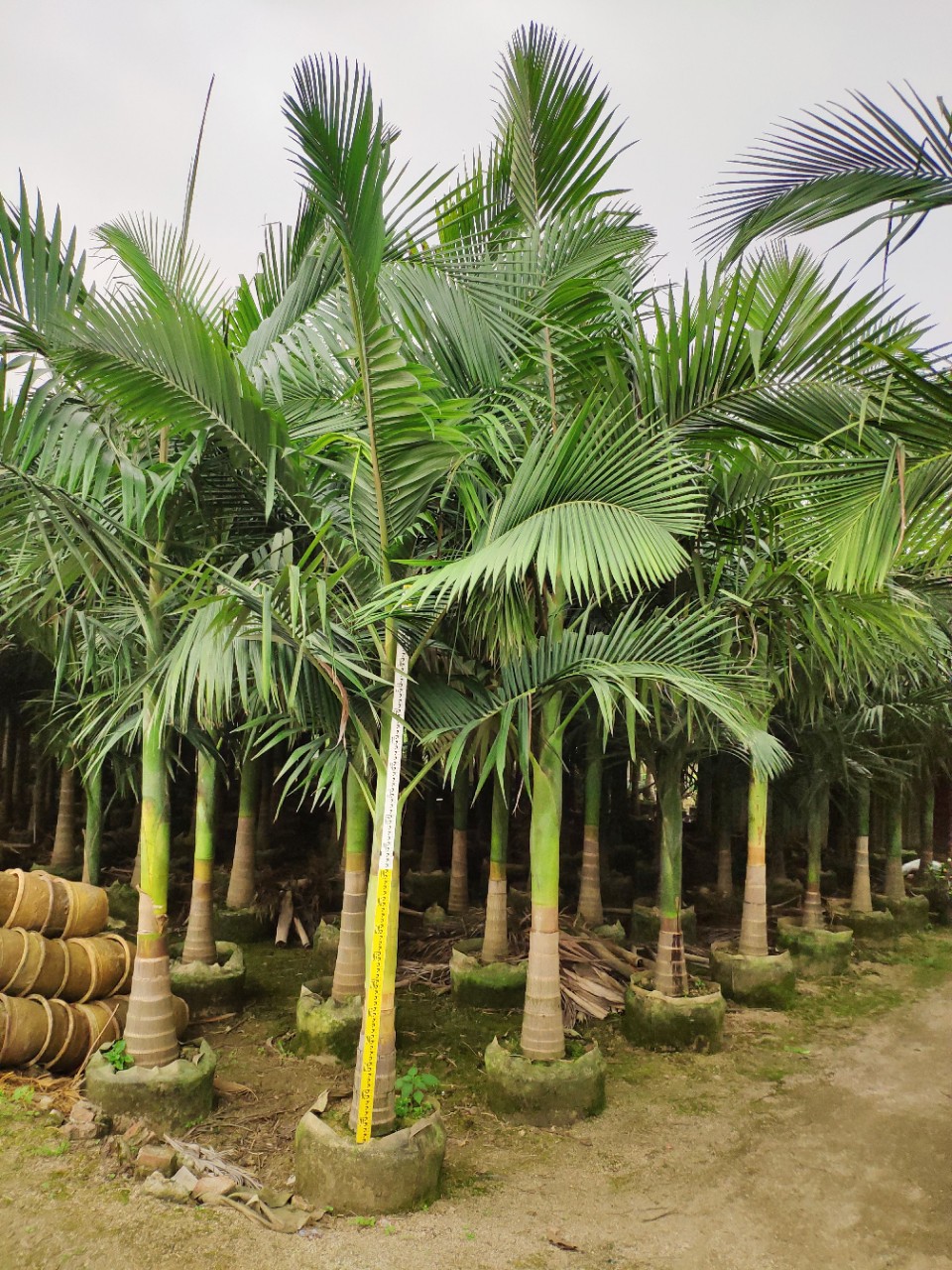 供应 假槟榔 3-4米高 袋苗 棕榈类绿化树