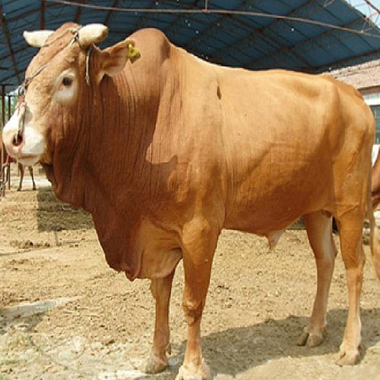 鲁西黄牛出售价格 西门塔尔牛出售价格价格 便宜出售