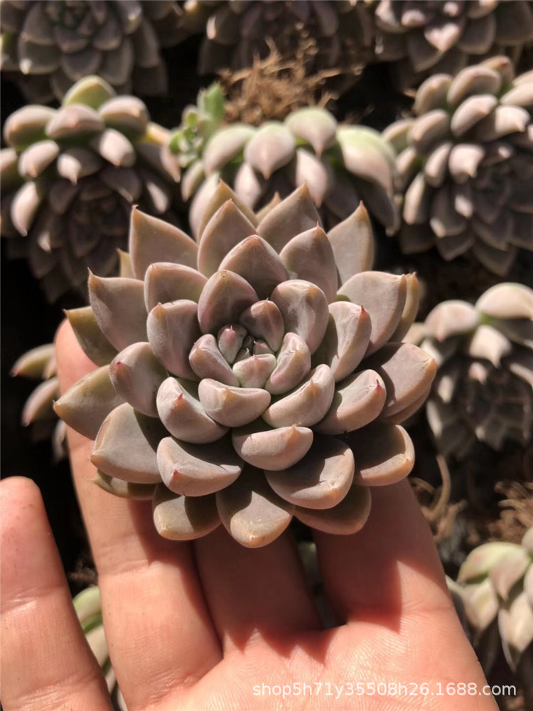 738多肉植物大棚限量批发盆栽 星云单头多肉品种状态实拍裸根限量