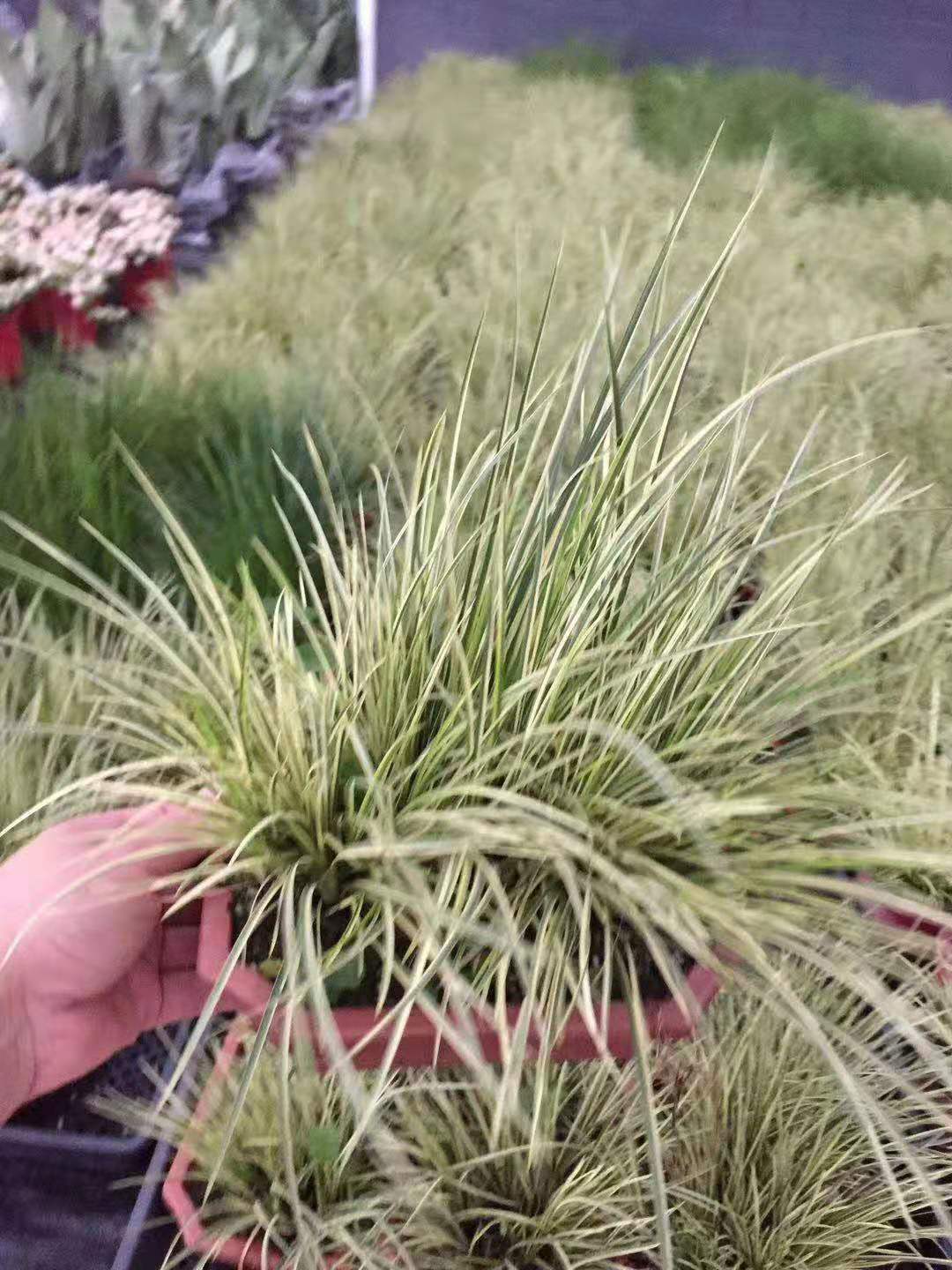 基地直供 观赏小盆栽花卉室内植物 雨林景观专用 210大金凤凰菖蒲