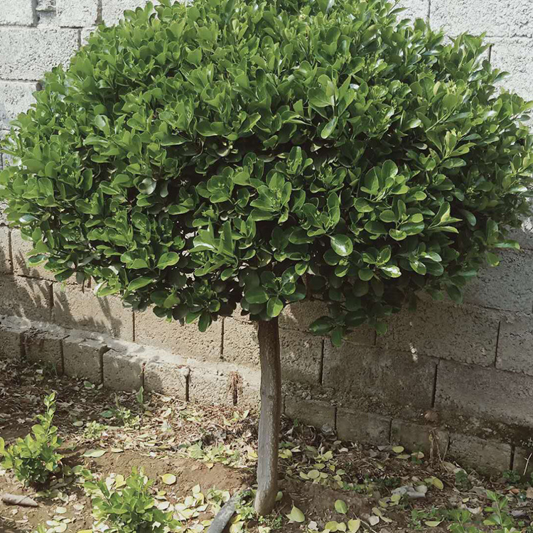 基地直销高杆冬青球黄杨球庭院绿 优质独杆大叶黄杨球批发-阿里巴巴