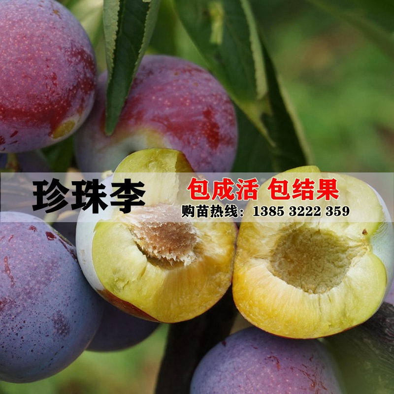 果树苗直销 珍珠李苗 嫁接李子苗龙滩珍珠李树苗当年结果包邮
