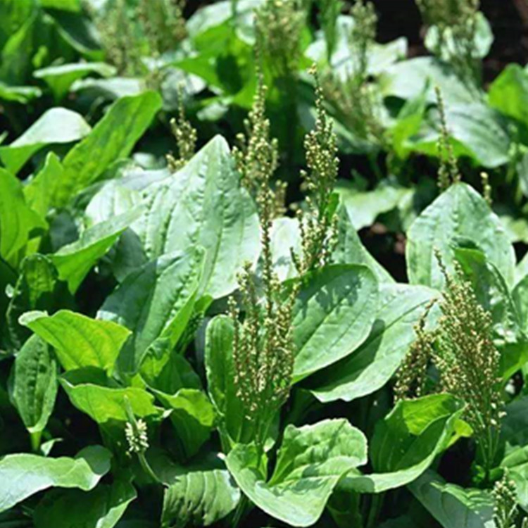 厂家直供 产地货源 洋车前草提取物 洋车前草提取物批发