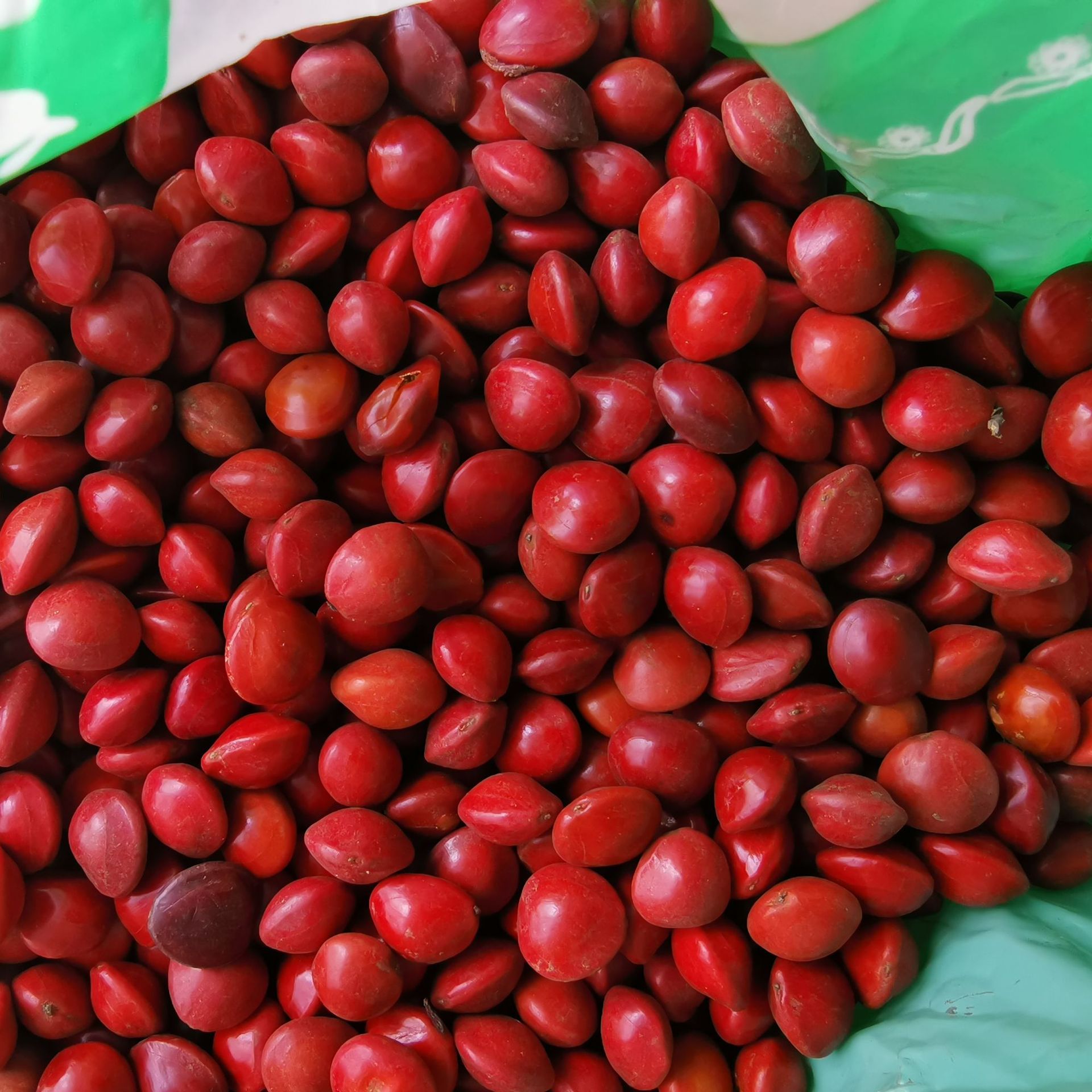 中药材相思豆 孔雀豆美人豆 鸳鸯豆 海红豆 红豆阴阳子红心血菩提