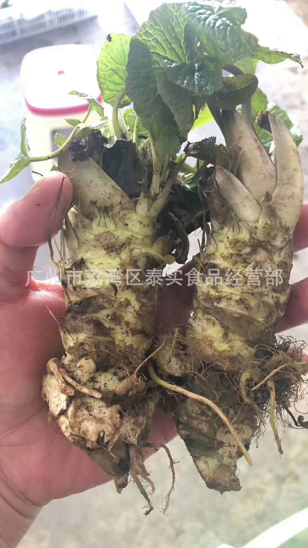 云南大理真空新鲜山葵 日料辣根芥末 20根 500g