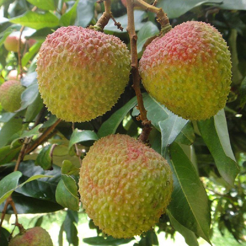 妃子笑荔枝果树苗 三月红桂味无核仙进奉荔枝王白糖罂果苗果树苗