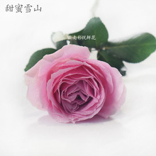 【跳舞兰】批发昆明鲜花 产地直销 花店用文心兰 跳舞兰鲜切花