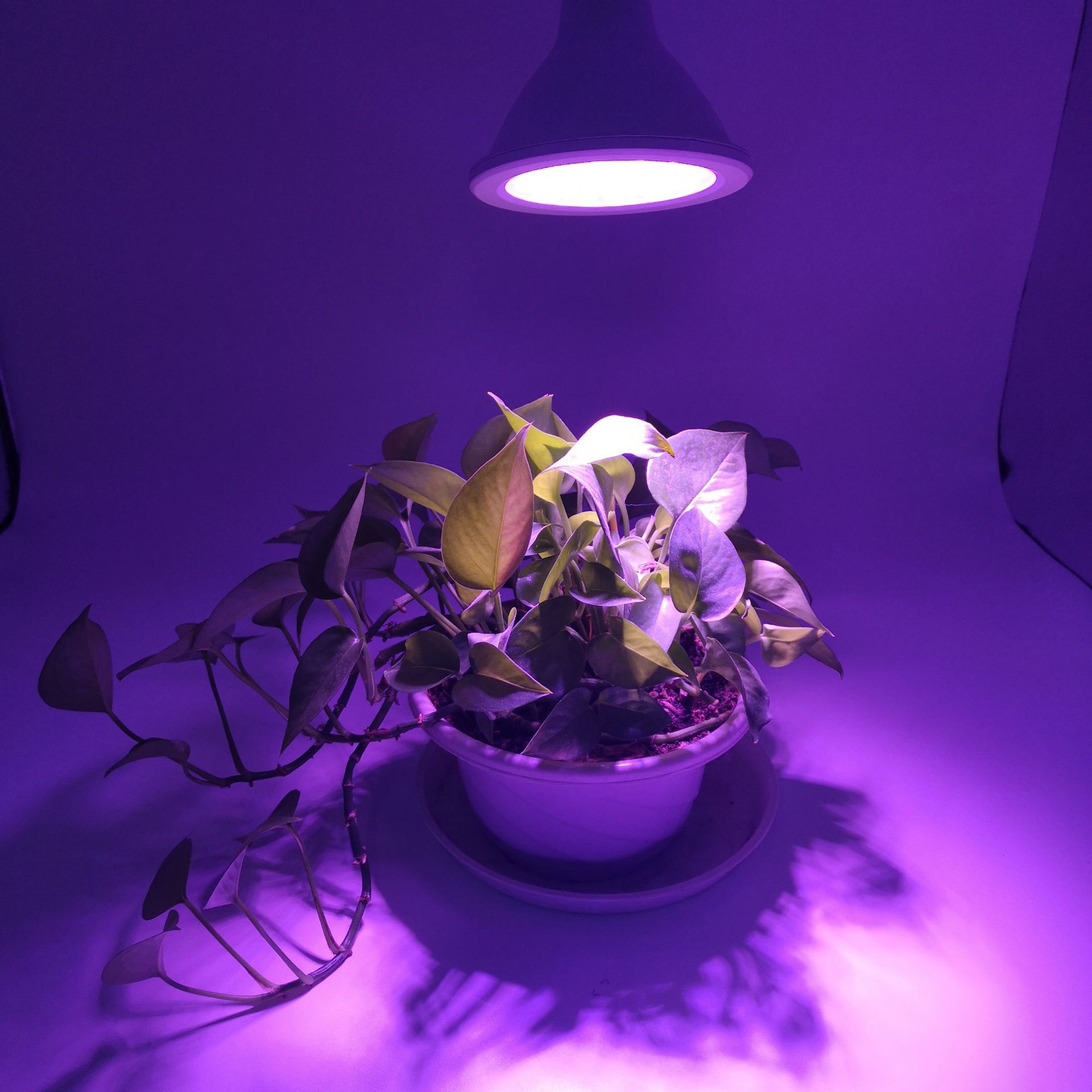 厂家直销 led植物生长灯补光灯 温室蔬果育苗光合灯par灯