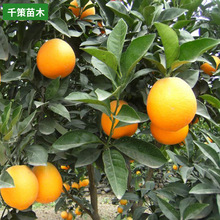 当年结果橙子树苗盆栽南方北方种植橘子柑橘桔子树苗嫁接四季庭院