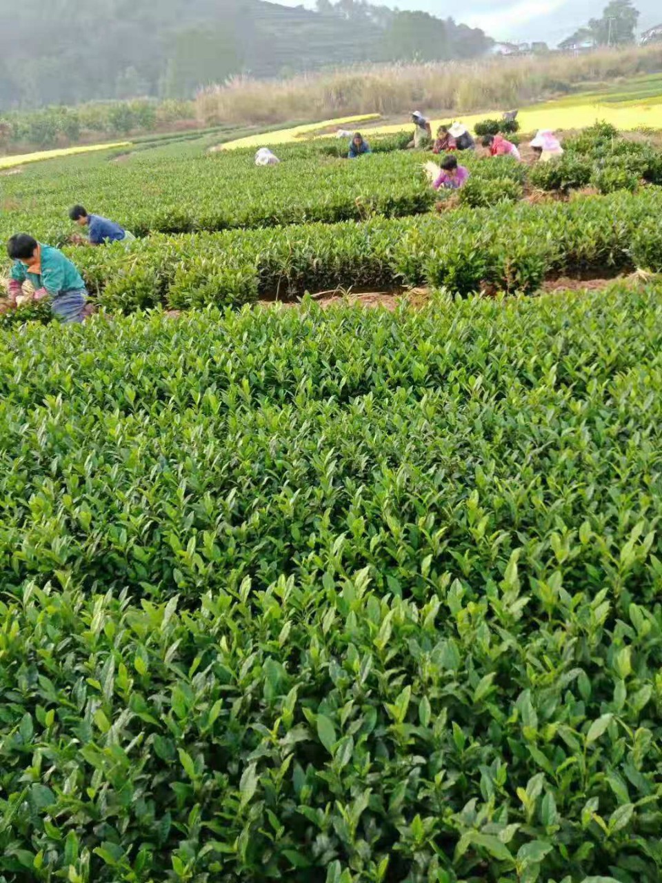 拔龙井43茶苗茶木新品种拔龙井批发浙江产地货源供应