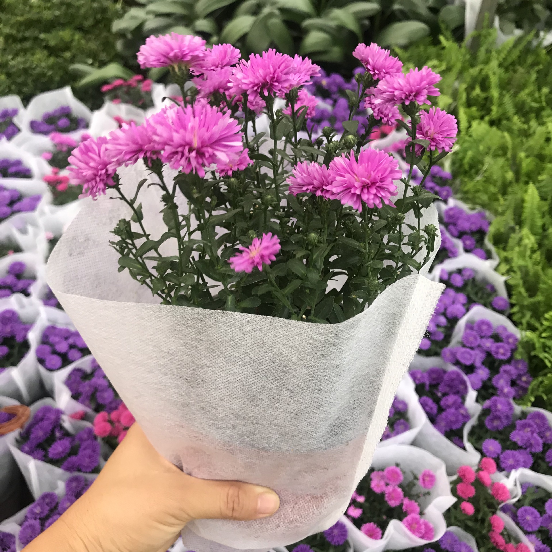 大棚直销翠菊盆栽 室内外阳台观赏菊花 四季易养易种花卉植物翠菊