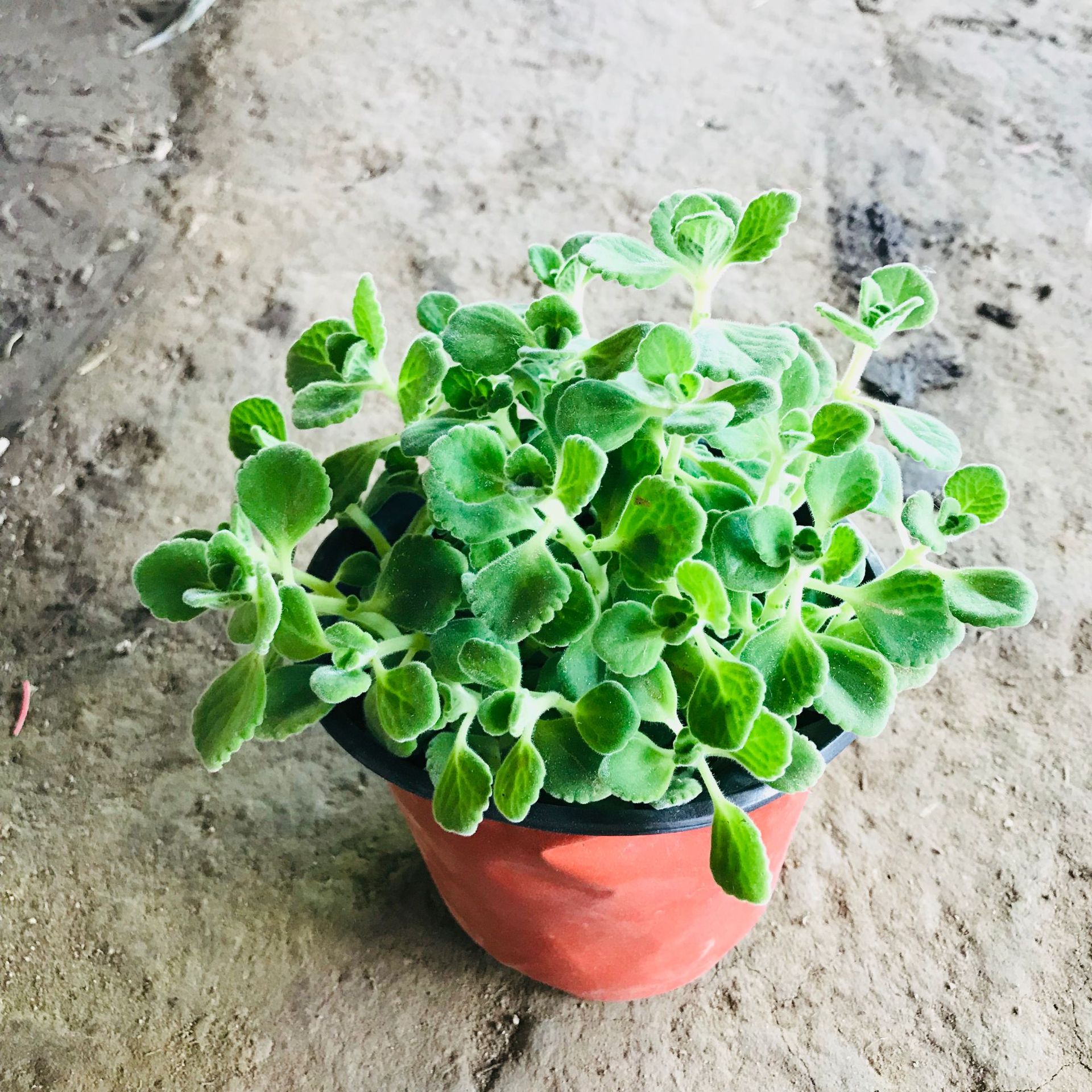 碰碰香盆栽绿植销售室内提神驱蚊植物净化空气四季常绿碰碰香