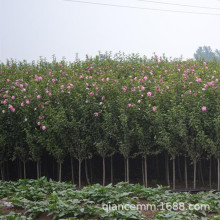 基地批发绿化苗木丛生木槿花树苗 3公分独杆木槿当年开花量大优惠