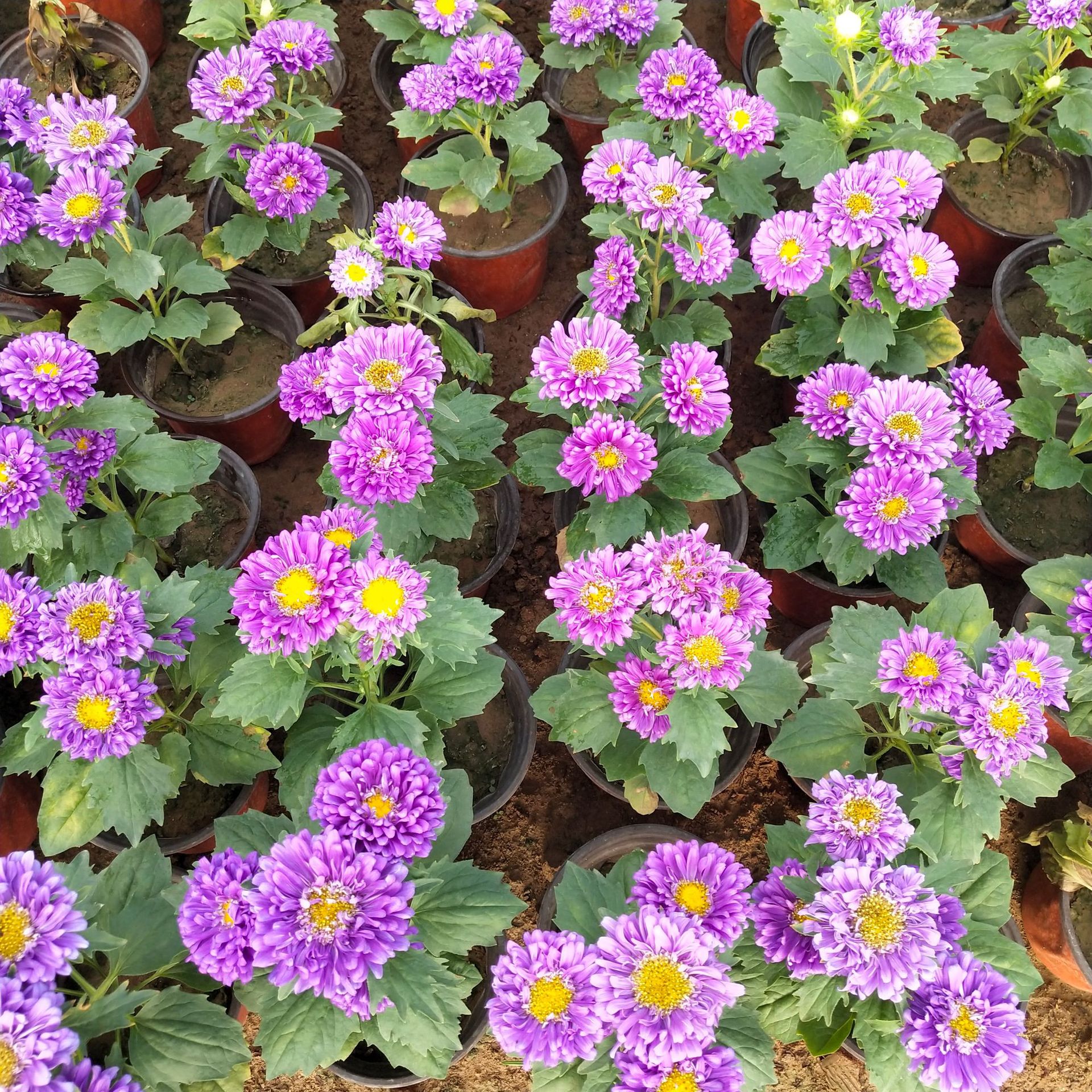 花海建设租摆花卉国庆菊 国庆观赏花卉 青州花卉基地直销盆栽翠菊