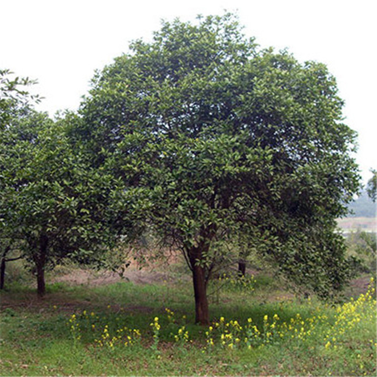 基地直销香泡小乔木香泡树常年供应各种绿化植物