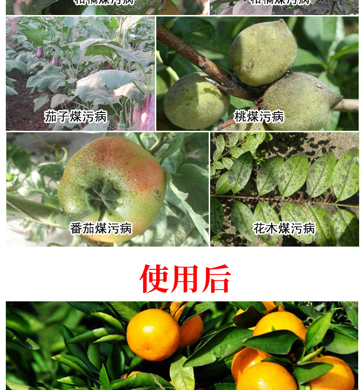 果树煤污病专用杀菌剂 柑橘番茄花木多肉等煤污病 农药批发