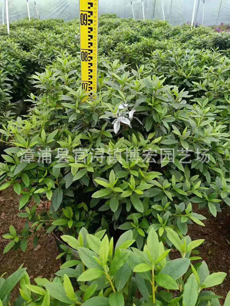 毛杜鹃球小苗 毛杜鹃球袋苗 毛杜鹃球苗 福建基地直销