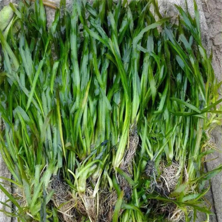 苦草 耐寒四季刺 矮型 矮生 矮化水韭菜扁担草水生植物 大量优惠