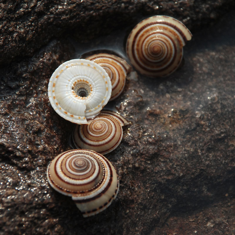 车轮螺天然海螺贝壳 装饰 鱼缸造景 鲜花资材 diy手工画草帽 标本