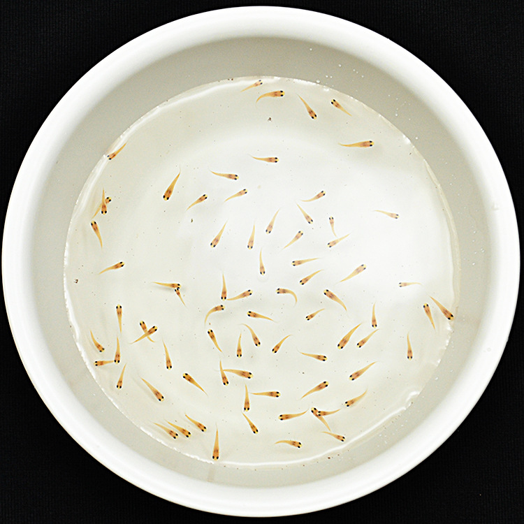 水族孔雀鱼苗活体热带观赏淡水纯系凤尾小型鱼仔草缸群游特卖批发