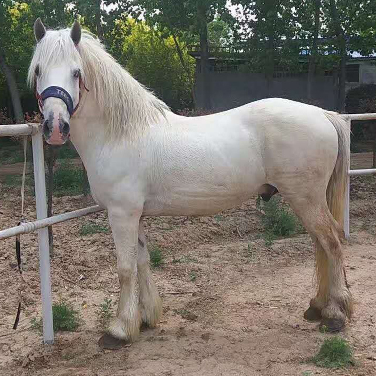 浙江哪里有马术俱乐部 菊花青马匹价格 养马场