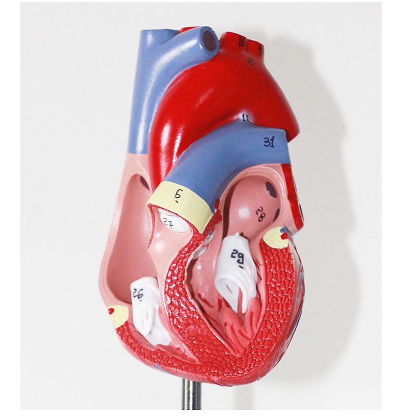 定制正品1:1人体心脏解剖模型b超彩 心脏模型医用心内科一件代发