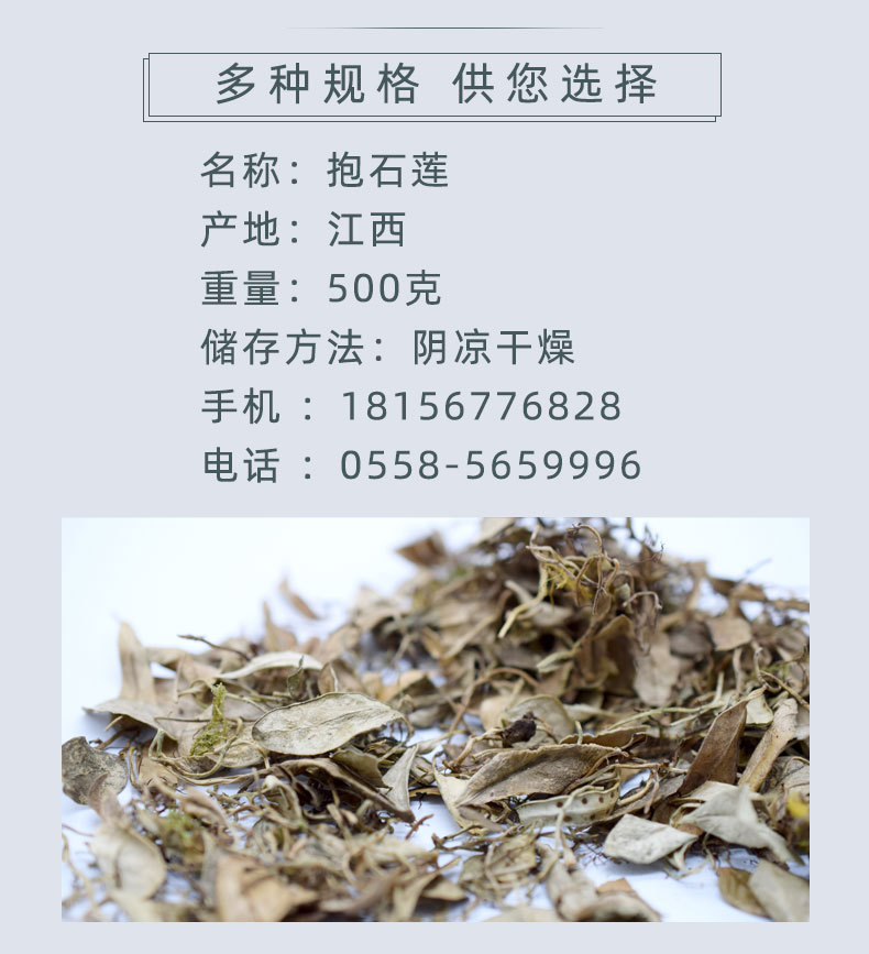 批发 抱石莲 抱树莲 瓜子菜 瓜米菜 鱼鳖草 飞连草 金龟藤