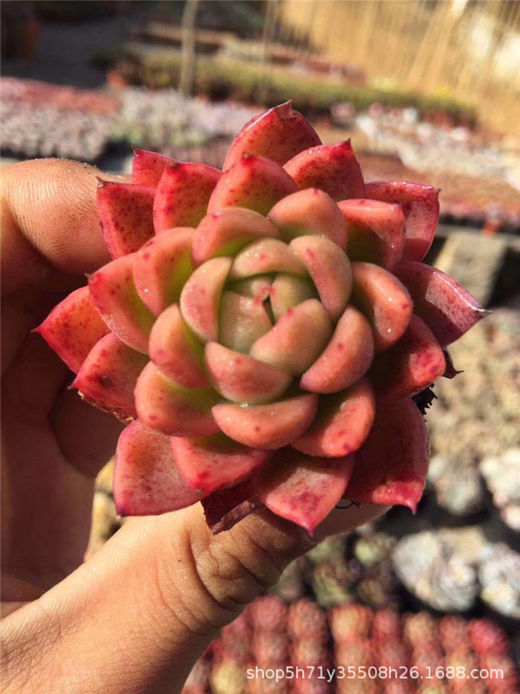 156精品大棚直销多肉品种 东云红玉单头5cm左右多肉植物裸根限量