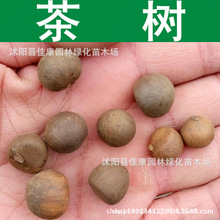 林木种子 茶树种子 山茶科 茶花树种子 茶树籽 1件=1斤