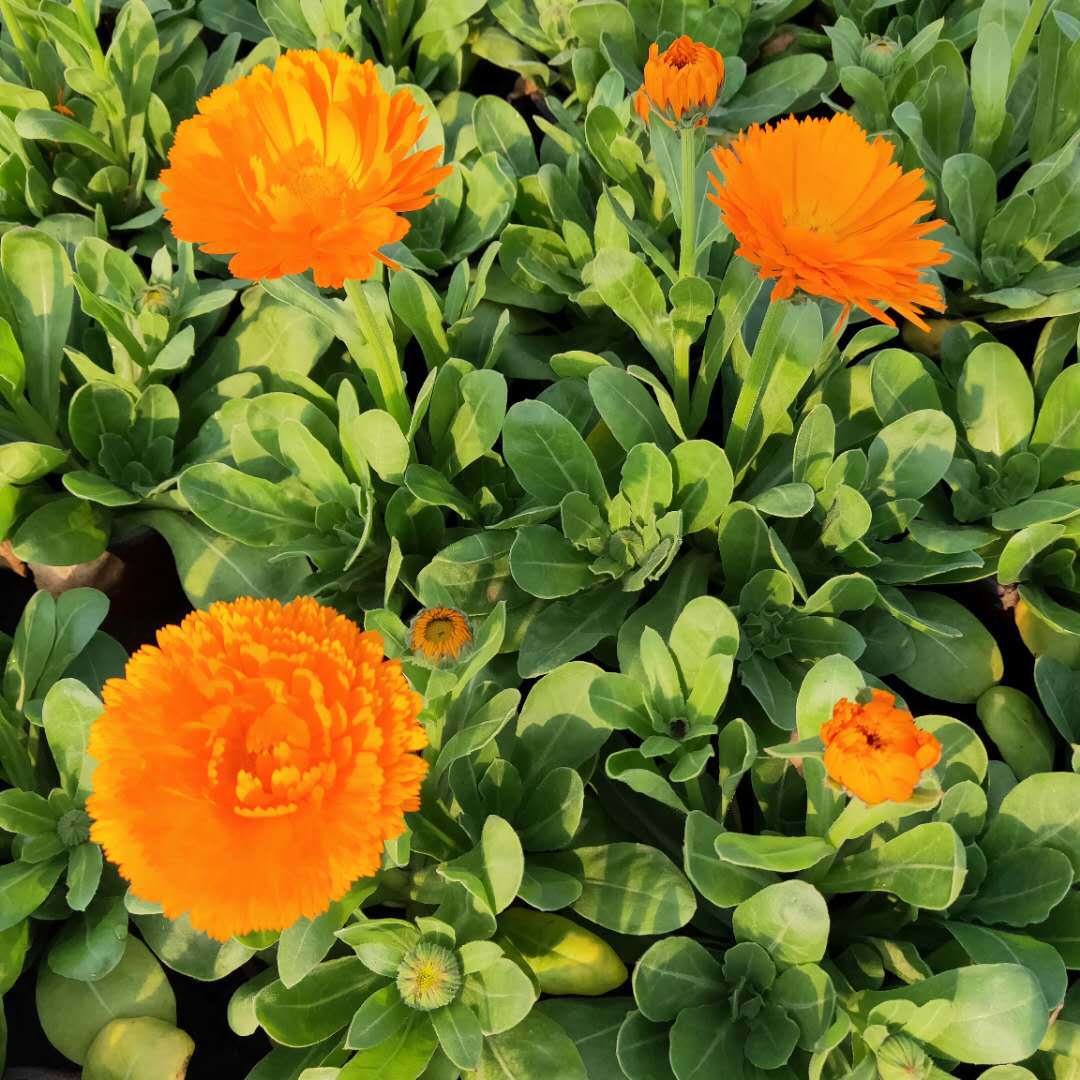 金盏菊 山东花卉基地特价批发 金盏菊盆栽 花卉苗木 金盏菊