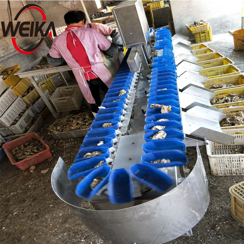 维卡供应牡蛎等级分拣机器转盘式多级分选设备生蚝分级机现货