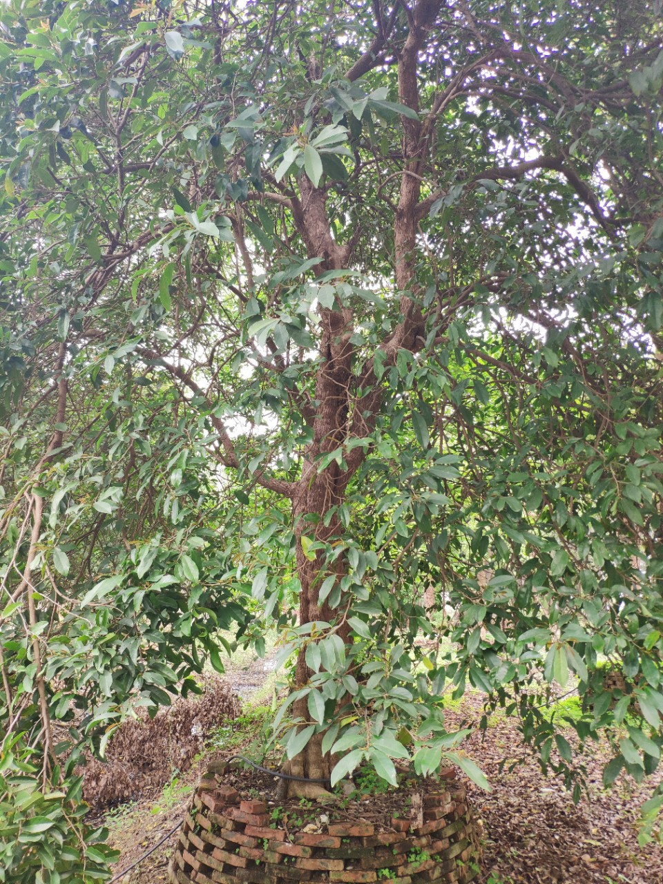 903供应五味子树32cm大树假植苗万紫千红庭院树