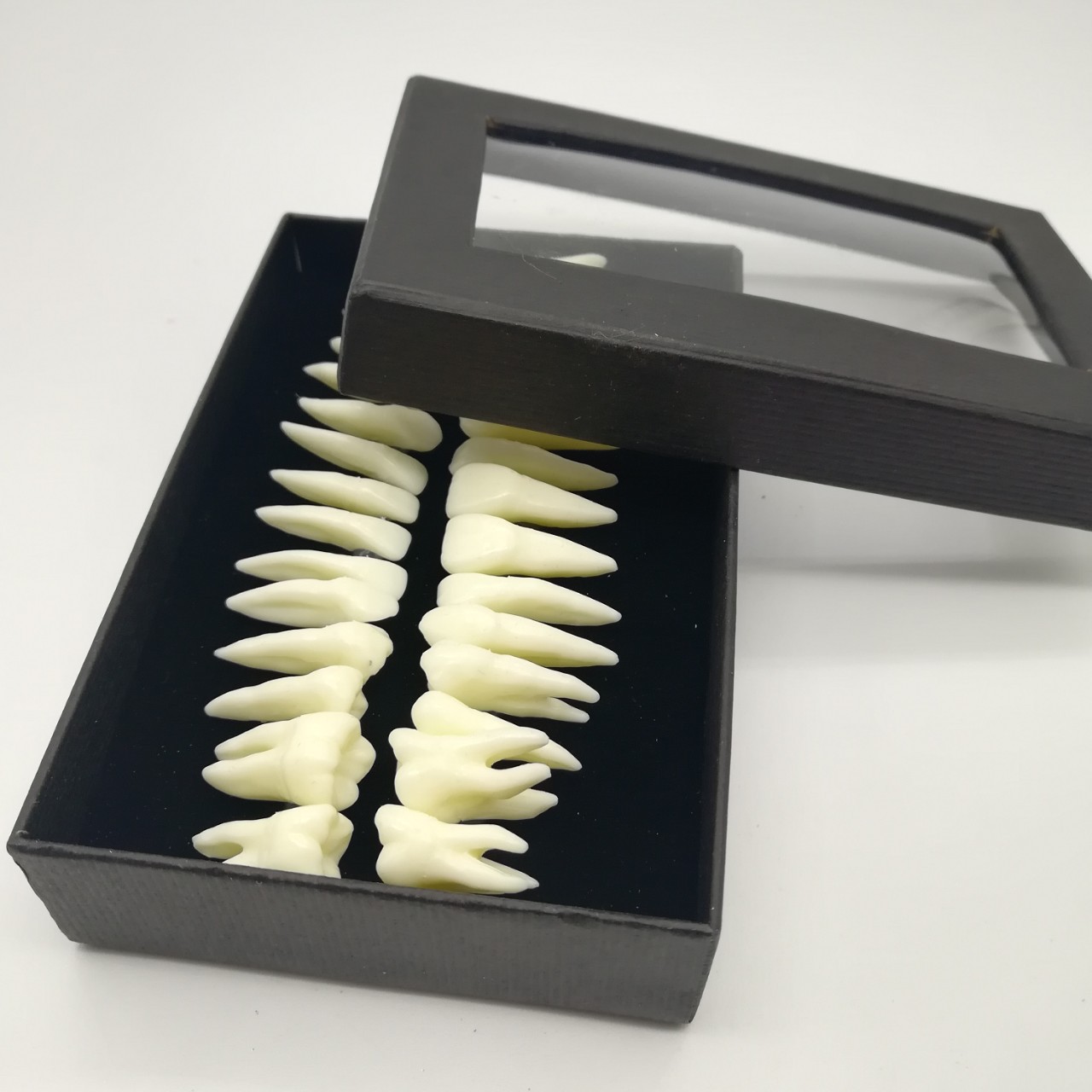 牙科28颗恒牙模型 带牙根仿真离体牙模型 牙齿模型单色解剖模具