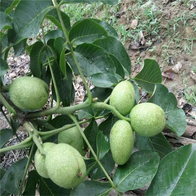 现货供应8518核桃树 现挖现卖易成活品种纯嫁接核桃树