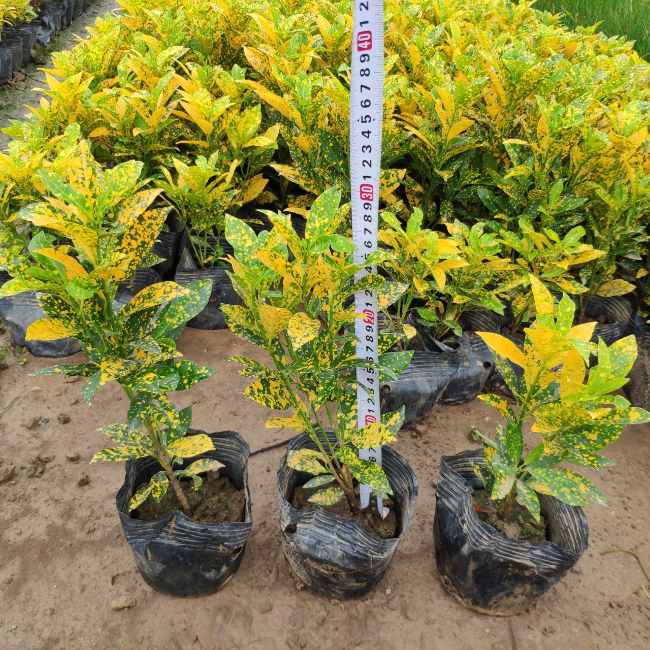 供应 海南洒金榕 20-40cm高变叶木 洒金榕 袋苗 容器